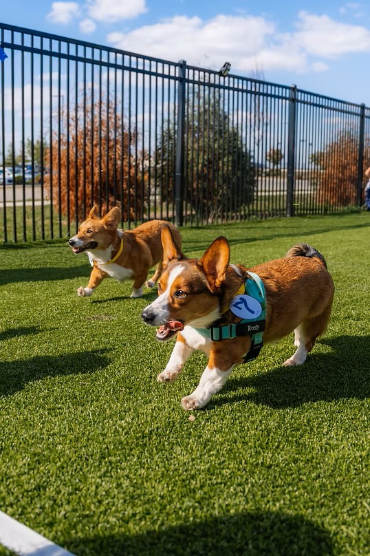 Puppy Races